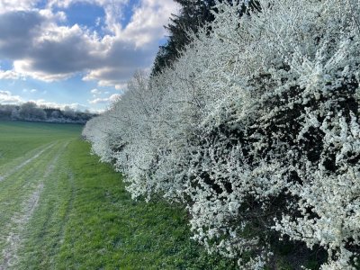 Cesta do Sebranic jaro